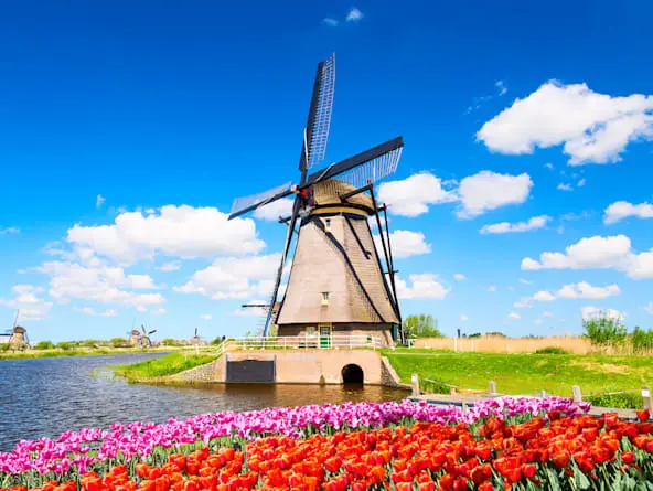 Tulips-windmill-Rotterdam-Netherlands-AdobeStock_276479269