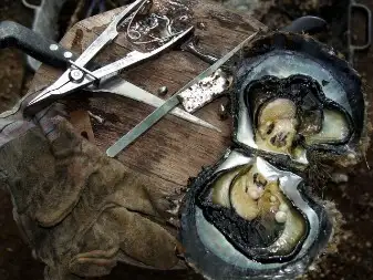 harvest-black-pearl-Raiatea